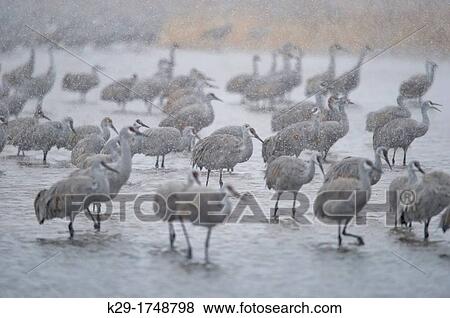 Sandhill Crane Grus canadensis Flock roosting pond during snowstorm Bosque del Apache NWR, New Mexico, USA View Large Photo Image Stock Photo - Sandhill Crane Grus canadensis Flock roosting pond during snowstorm Bosque del Apache NWR, New Mexico, USA. Fotosearch