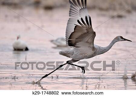 Sandhill Crane Grus canadensis Roosting flock in pond, preparing to depart for feeding grounds Bosque del Apache NWR, New Mexico, USA View Large Photo Image Stock Image - Sandhill Crane Grus canadensis Roosting flock in pond, preparing to depart for feeding grounds Bosque del Apache NWR, New Mexico, USA. Fotosearch