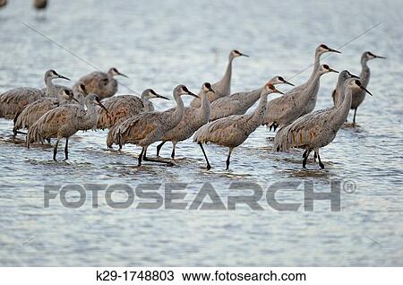 Sandhill Crane Grus canadensis Roosting flock in pond, preparing to depart for feeding grounds Bosque del Apache NWR, New Mexico, USA View Large Photo Image Stock Image - Sandhill Crane Grus canadensis Roosting flock in pond, preparing to depart for feeding grounds Bosque del Apache NWR, New Mexico, USA. Fotosearch