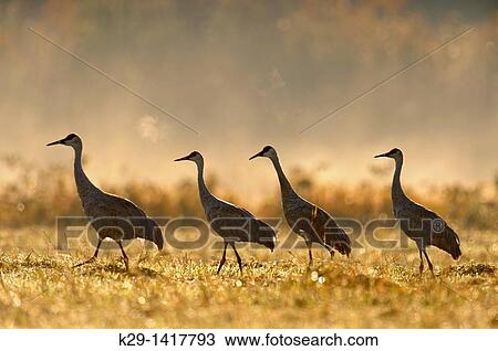Stock Image - Sandhill crane Grus canadensis Migratory flock feeding in hayfield Mindemoya Manitoulin Island. Fotosearch