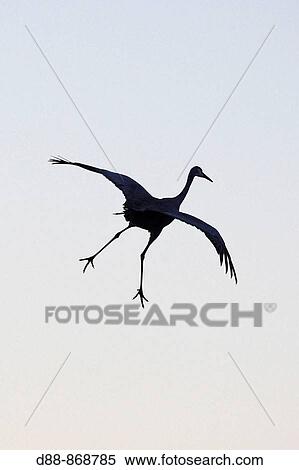 Sandhill Cranes (Grus canadensis) in winter, Bosque del Apache National Wildlife Refuge, New Mexico, USA View Large Photo Image Stock Photography - Sandhill Cranes (Grus canadensis) in winter, Bosque del Apache National Wildlife Refuge, New Mexico, USA. Fotosearch