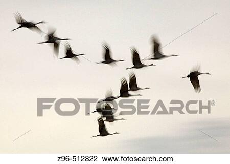 Sandhill Cranes (Grus canadensis). Bosque del Apache National Wildlife Refuge. New Mexico. USA View Large Photo Image Stock Image - Sandhill Cranes (Grus canadensis). Bosque del Apache National Wildlife Refuge. New Mexico. USA. Fotosearch