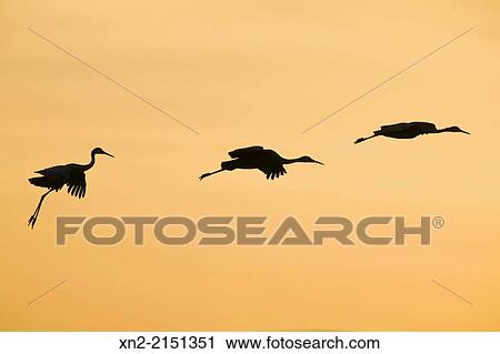 Sandhill Cranes (Grus canadensis) take flight at dawn in the Bosque del Apache National Wildlife Refuge, Socorro County, New Mexico, United States View Large Photo Image Stock Image - Sandhill Cranes (Grus canadensis) take flight at dawn in the Bosque del Apache National Wildlife Refuge, Socorro County, New Mexico, United States. Fotosearch