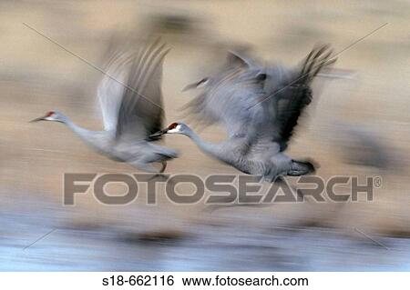 Sandhill-Cranes starting from their sleepingplace to the cornfields in the Bosque del Appache region of New Mexico, one of the places, where sandhill-cranes spend the wintertime in America. New Mexico, USA View Large Photo Image Stock Photograph - Sandhill-Cranes starting from their sleepingplace to the cornfields in the Bosque del Appache region of New Mexico, one of the places, where sandhill-cranes spend the wintertime in America. New Mexico, USA. Fotosearch