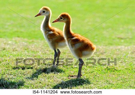 Sandhill Cranes with young babies in natural habitat Lake Wales Florida View Large Photo Image Picture - Sandhill Cranes with young babies in natural habitat Lake Wales Florida. Fotosearch