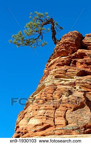 Sandstone and pine, Zion National Park, Utah, USA. View Large Photo Image Stock Image - Sandstone and pine, Zion National Park, Utah, USA.. Fotosearch