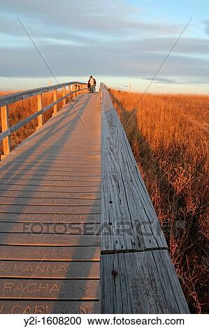 Sandwich Boardwalk in the late afternoon in November Sandwich, Cape Cod, Massachusetts, United States View Large Photo Image Stock Image - Sandwich Boardwalk in the late afternoon in November Sandwich, Cape Cod, Massachusetts, United States. Fotosearch