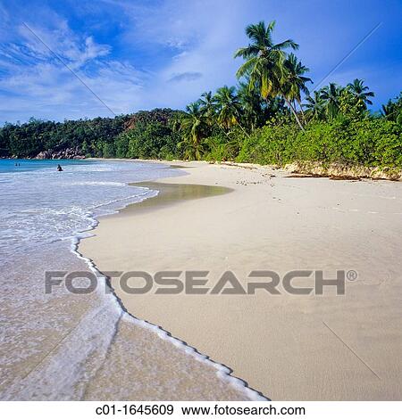 Sandy beach with palm trees, Praslin island, Seychelles View Large Photo Image Stock Photo - Sandy beach with palm trees, Praslin island, Seychelles. Fotosearch