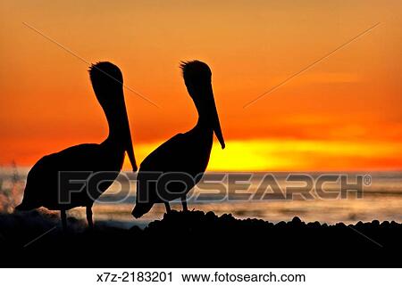 Santa Barbara, Pelicans at Coal Oil Point during sunset on the Pacific Ocean near the city of Goleta in southern California. View Large Photo Image Stock Image - Santa Barbara, Pelicans at Coal Oil Point during sunset on the Pacific Ocean near the city of Goleta in southern California.. Fotosearch