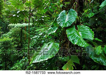 Santa Elena Cloud Forest Nature Reserve, Costa Rica, Central America, America. View Large Photo Image Stock Image - Santa Elena Cloud Forest Nature Reserve, Costa Rica, Central America, America.. Fotosearch