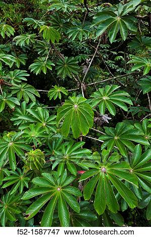 Santa Elena Cloud Forest Nature Reserve, Costa Rica, Central America, America. View Large Photo Image Stock Photo - Santa Elena Cloud Forest Nature Reserve, Costa Rica, Central America, America.. Fotosearch