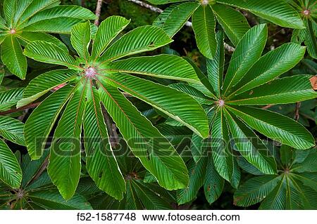 Santa Elena Cloud Forest Nature Reserve, Costa Rica, Central America, America. View Large Photo Image Stock Photo - Santa Elena Cloud Forest Nature Reserve, Costa Rica, Central America, America.. Fotosearch