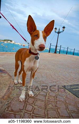 Santa Eularia des Riu. Podenco Ibicenco Dog. Ibiza. Balearic Islands. Spain. View Large Photo Image Stock Image - Santa Eularia des Riu. Podenco Ibicenco Dog. Ibiza. Balearic Islands. Spain.. Fotosearch