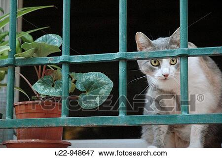 Santarcangelo di Romagna (Rimini, Italy), a cat at a window View Large Photo Image Stock Photo - Santarcangelo di Romagna (Rimini, Italy), a cat at a window. Fotosearch
