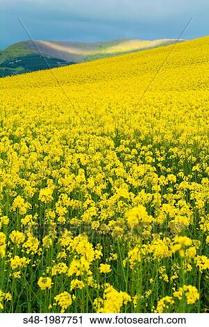 Santurdejo rapeseed field. La Rioja. Spain. Europe. View Large Photo Image Stock Image - Santurdejo rapeseed field. La Rioja. Spain. Europe.. Fotosearch