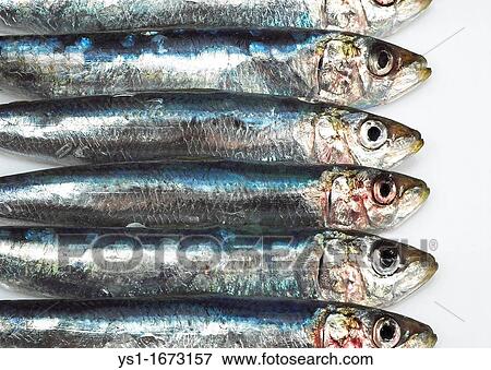 Stock Photo - Sardine, sardina pilchardus, Fresh Fishes against White Background. Fotosearch