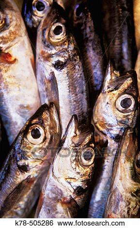 Stock Photograph - Sardines at Mercado da Ribeira. Lisbon, Portugal. Fotosearch