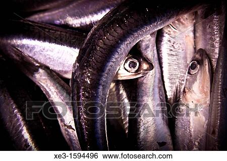 Stock Photograph - Sardines at the fish shop. Fotosearch