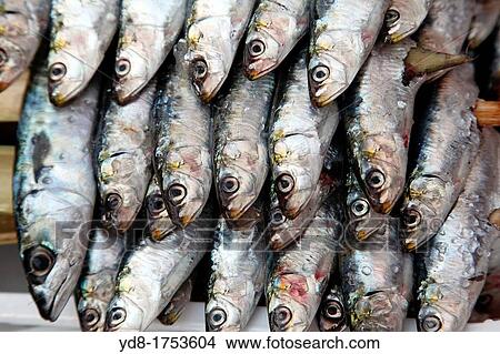 Sardines ready for a roast on the spit, Malaga, Andalucia, Spain View Large Photo Image Picture - Sardines ready for a roast on the spit, Malaga, Andalucia, Spain. Fotosearch