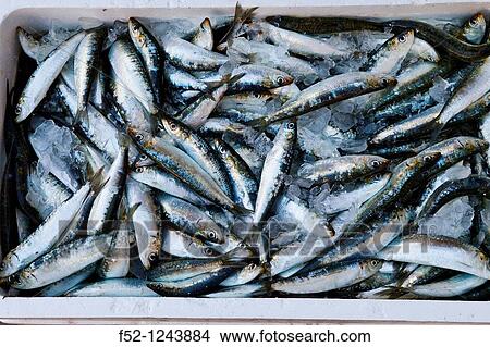 Sardines ready for grill in the Festival of Santoa, Cantabria, Spain View Large Photo Image Picture - Sardines ready for grill in the Festival of Santoa, Cantabria, Spain. Fotosearch