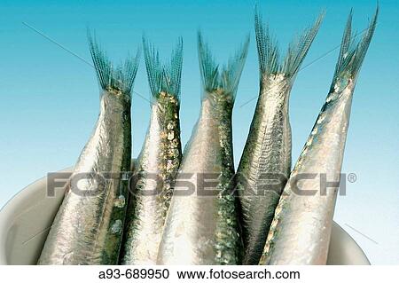 Sardines View Large Photo Image Stock Image - Sardines. Fotosearch
