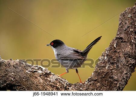Stock Image - Sardinian warbler (Sylvia melanocephala), male, in the Natural Park Sierra EspadBn. Castell? n.. Fotosearch