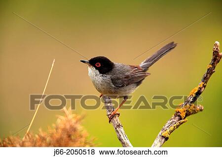sardinian warbler (Sylvia melanocephala) in the region of alto Palancia. Castell? n. View Large Photo Image Stock Photo - sardinian warbler (Sylvia melanocephala) in the region of alto Palancia. Castell? n.. Fotosearch