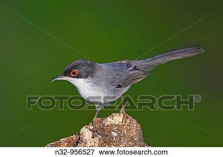 Stock Photo - Sardinian Warbler (Sylvia melanocephala). Andujar, Jaen province, Andalusia, Spain. Fotosearch