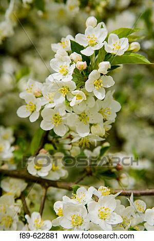 Sargent's Crabapple blossoms (Malus sargentii). VanDusen, Vancouver, BC. View Large Photo Image Stock Image - Sargent's Crabapple blossoms (Malus sargentii). VanDusen, Vancouver, BC.. Fotosearch