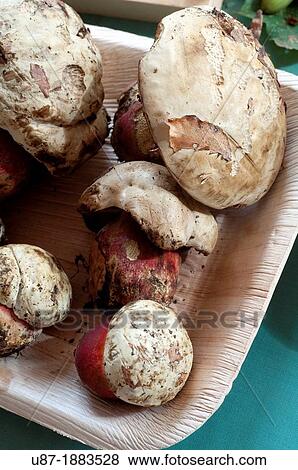 Stock Photo - Satans Mushroom, Boletus Satanas. Fotosearch