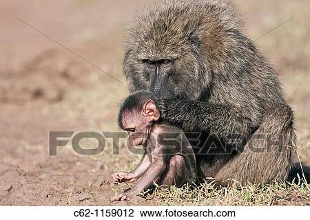 Savanna baboon Olive race (Papio cynocephalus anubis) infant male aged about 1 month trying to eat soil while being groomed, Maasai Mara National Reserve, Kenya View Large Photo Image Stock Image - Savanna baboon Olive race (Papio cynocephalus anubis) infant male aged about 1 month trying to eat soil while being groomed, Maasai Mara National Reserve, Kenya. Fotosearch