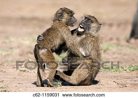 Savanna baboon Olive race (Papio cynocephalus anubis) juvenile males play fighting, Maasai Mara National Reserve, Kenya View Large Photo Image Stock Image - Savanna baboon Olive race (Papio cynocephalus anubis) juvenile males play fighting, Maasai Mara National Reserve, Kenya. Fotosearch
