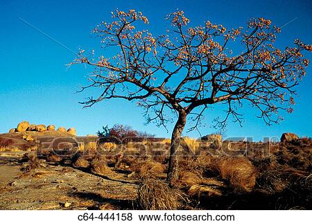 Stock Photo - Savanna. Matopos National Park. Zimbabwe. Fotosearch