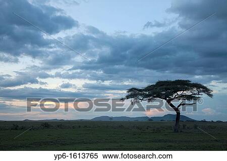 savannah with tree at dusk, Serengeti National Park, Tanzania View Large Photo Image Stock Photography - savannah with tree at dusk, Serengeti National Park, Tanzania. Fotosearch
