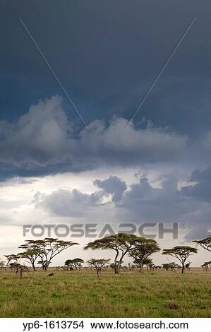 savannah with upcoming thunderstorm, Serengeti National Park, Tanzania View Large Photo Image Picture - savannah with upcoming thunderstorm, Serengeti National Park, Tanzania. Fotosearch