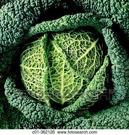 Savoy cabbage View Large Photo Image Stock Photograph - Savoy cabbage. Fotosearch