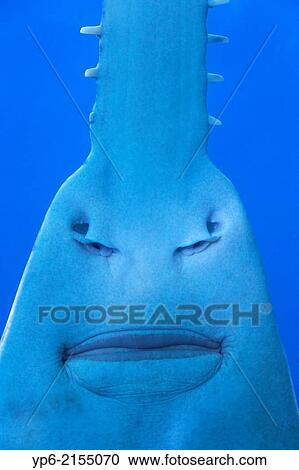 sawfish (Pristidae) in Sydney Aquarium, Sydney, New South Wales, Australia. View Large Photo Image Stock Image - sawfish (Pristidae) in Sydney Aquarium, Sydney, New South Wales, Australia.. Fotosearch