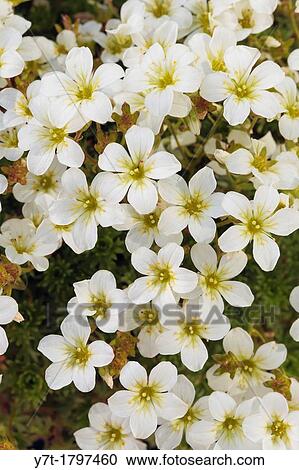 Stock Image - Saxifraga? White Star?. Photographed in garden, UK.. Fotosearch
