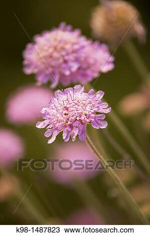 Stock Image - Scabiosa cretica Puig des Teix Tramuntana Valldemossa Mallorca Balearic Islands Spain. Fotosearch