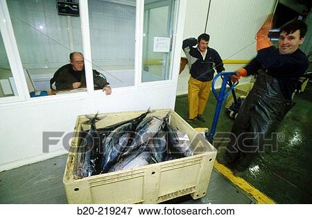 Scale at the Fish exchange. Getaria. Guipzcoa. Euskadi. Spain View Large Photo Image Stock Photo - Scale at the Fish exchange. Getaria. Guipzcoa. Euskadi. Spain. Fotosearch