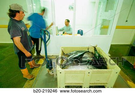 Stock Photograph - Scale at the Fish exchange. Getaria. Guipzcoa. Euskadi. Spain. Fotosearch