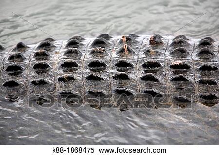 Stock Photography - Scales of a large Saltwater Crocodile Crocodylus porosus at Yellow Water Billabong Kakadu National Park, Northern Territory, Australia. Fotosearch