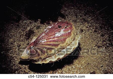Scallop (Pecten maximus). Ria of Vigo, Pontevedra province, Galicia, Spain View Large Photo Image Stock Image - Scallop (Pecten maximus). Ria of Vigo, Pontevedra province, Galicia, Spain. Fotosearch