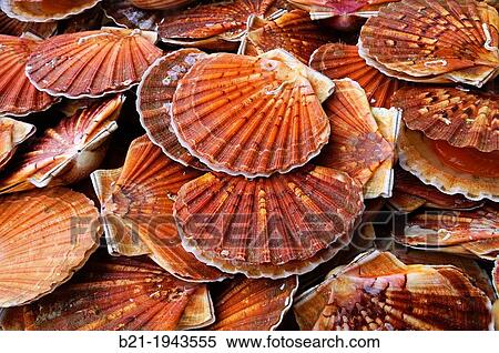 Scallops, Arromanches, Calvados, Lower Normandy, France View Large Photo Image Stock Photography - Scallops, Arromanches, Calvados, Lower Normandy, France. Fotosearch