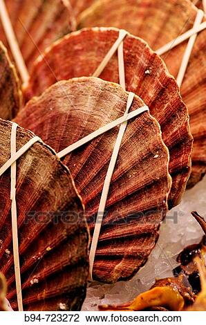 Scallops at La Boqueria market, Barcelona. Catalonia, Spain View Large Photo Image Stock Image - Scallops at La Boqueria market, Barcelona. Catalonia, Spain. Fotosearch