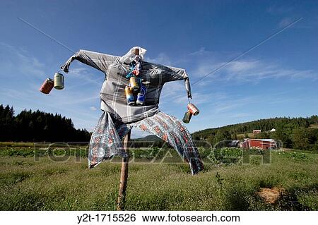 Scarecrow decorated with beer cans on a windy day in Sweden. View Large Photo Image Stock Photograph - Scarecrow decorated with beer cans on a windy day in Sweden.. Fotosearch