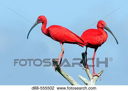 Stock Image - Scarlet Ibis (Eudocimus ruber). Venezuela.. Fotosearch