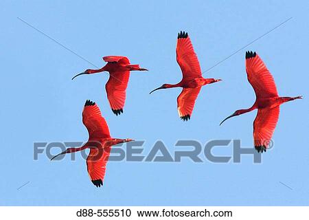 Scarlet Ibis (Eudocimus ruber). Venezuela. View Large Photo Image Stock Image - Scarlet Ibis (Eudocimus ruber). Venezuela.. Fotosearch