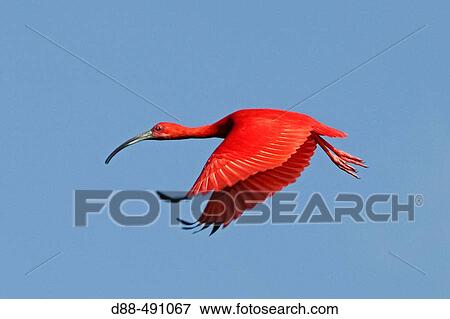 Stock Photo - Scarlet Ibis (Eudocimus ruber). Venezuela.. Fotosearch