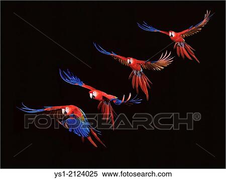 Scarlet Macaw, ara macao, in Flight against Black Background, Movement Sequence. View Large Photo Image Stock Photography - Scarlet Macaw, ara macao, in Flight against Black Background, Movement Sequence.. Fotosearch